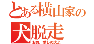 とある横山家の犬脱走（おお、愛しの犬よ）