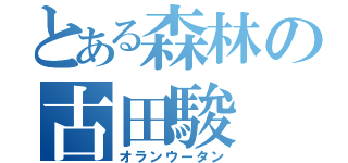 とある森林の古田駿（オランウータン）