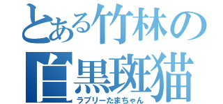 とある竹林の白黒斑猫（ラブリーたまちゃん）