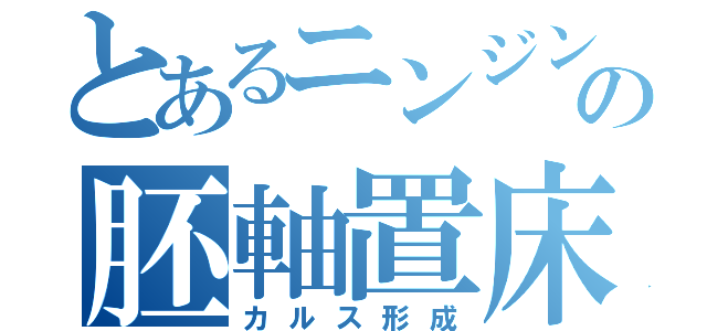 とあるニンジンの胚軸置床（カルス形成）