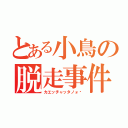 とある小鳥の脱走事件（カエッチャッタノォ⁉）