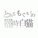 とあるもぐもぐの常時白猫（アンバー）