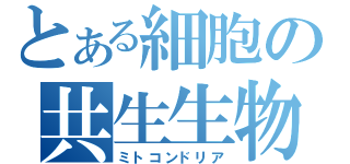 とある細胞の共生生物（ミトコンドリア）