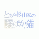 とある杉山家のおぱか猫（ゆず）