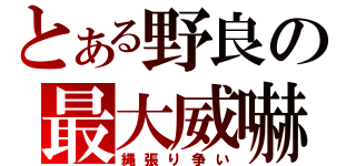 とある野良の最大威嚇（縄張り争い）