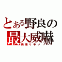 とある野良の最大威嚇（縄張り争い）