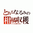 とあるなるみの柑橘収穫（たくさん取れたね♪）