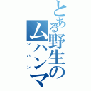 とある野生のムハンマド Ⅱ（ジハン）