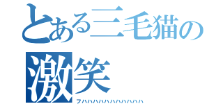 とある三毛猫の激笑（フハハハハハハハハハハハ）