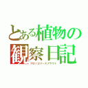 とある植物の観察日記（ブロッコリースプラウト）