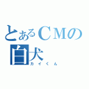 とあるＣＭの白犬（カイくん）