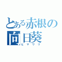 とある赤根の向日葵（ヒマワリ）