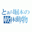 とある堀本の軟体動物（イカ）