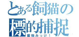 とある飼猫の標的捕捉（獲物みっけ！）