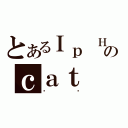 とあるＩｐ Ｈｏ Ｐａｋ  のｃａｔ（貓貓）