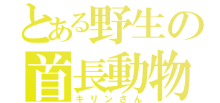 とある野生の首長動物（キリンさん）