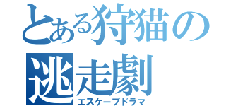 とある狩猫の逃走劇（エスケープドラマ）