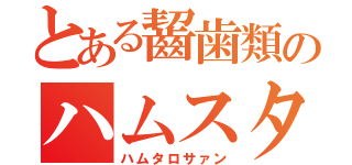 とある齧歯類のハムスター（ハムタロサァン）