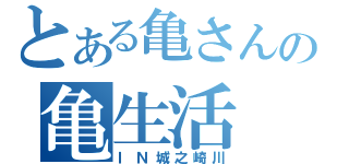 とある亀さんの亀生活（ＩＮ城之崎川）