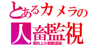 とあるカメラの人畜監視（電柱上の朝鮮涙袋）