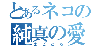 とあるネコの純真の愛（まごころ）