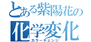 とある紫陽花の化学変化（カラーチェンジ）