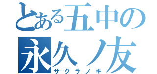 とある五中の永久ノ友（サクラノキ）