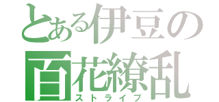 とある伊豆の百花繚乱（ストライプ）