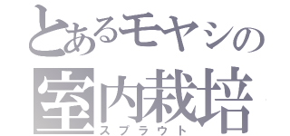 とあるモヤシの室内栽培（スプラウト）