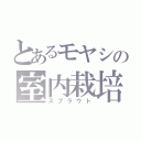 とあるモヤシの室内栽培（スプラウト）