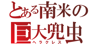 とある南米の巨大兜虫（ヘラクレス）