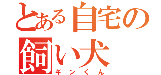 とある自宅の飼い犬（ギンくん）