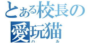 とある校長の愛玩猫（ハル）