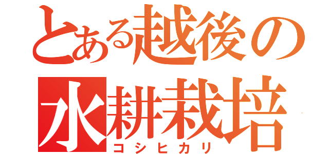 とある越後の水耕栽培（コシヒカリ）