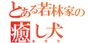 とある若林家の癒し犬（キララ）