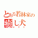 とある若林家の癒し犬（キララ）