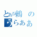 とある鶫のうらぁぁぁあ（）