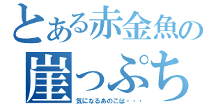 とある赤金魚の崖っぷち人生（気になるあのこは・・・）