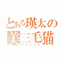 とある瑛太の美三毛猫（ニコライス）