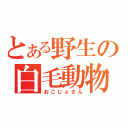 とある野生の白毛動物（おこじょさん）