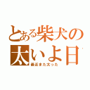 とある柴犬の太いよ日記（最近また太った）