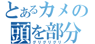 とあるカメの頭を部分（グリグリグリ）