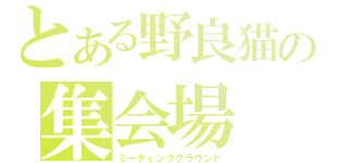 とある野良猫の集会場（ミーティンググラウンド）