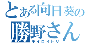 とある向日葵の勝野さん（キイロイトリ）