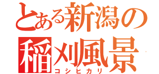 とある新潟の稲刈風景（コシヒカリ）