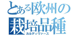 とある欧州の栽培品種（カルディヴァース）