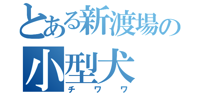 とある新渡場の小型犬（チワワ）