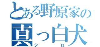 とある野原家の真っ白犬（シロ）