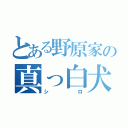 とある野原家の真っ白犬（シロ）