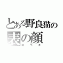 とある野良猫の表の顔（嘘つき）